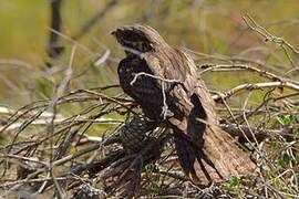 European Nightjar