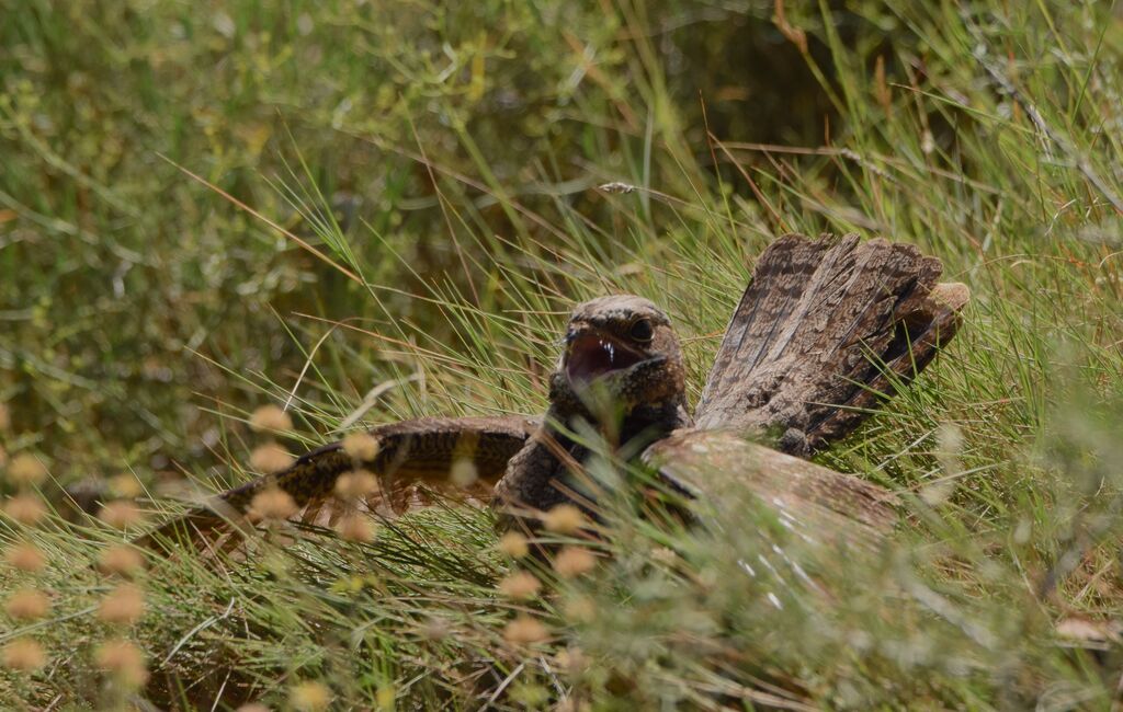 European Nightjarjuvenile, identification