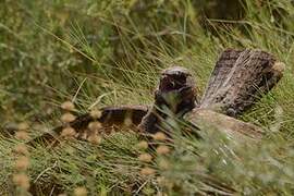 European Nightjar