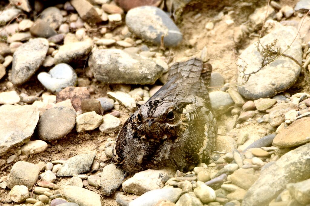 European Nightjar, identification