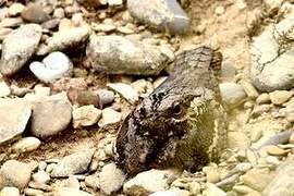 European Nightjar