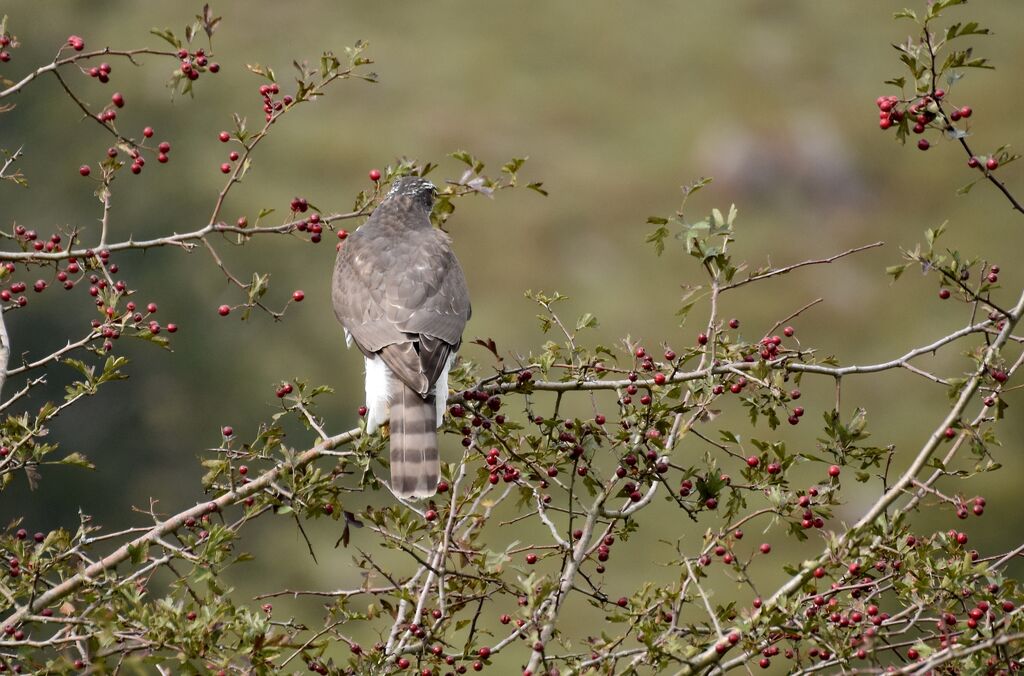 Eurasian Sparrowhawk, fishing/hunting