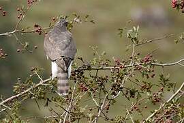 Eurasian Sparrowhawk