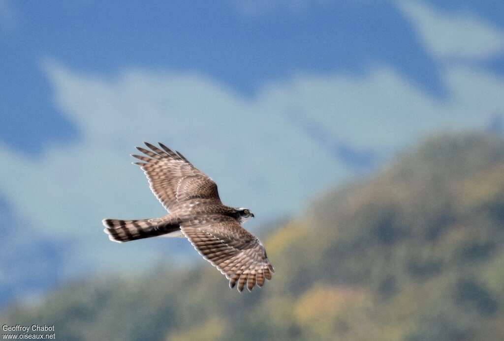 Eurasian Sparrowhawkimmature, Flight, fishing/hunting