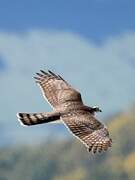 Eurasian Sparrowhawk