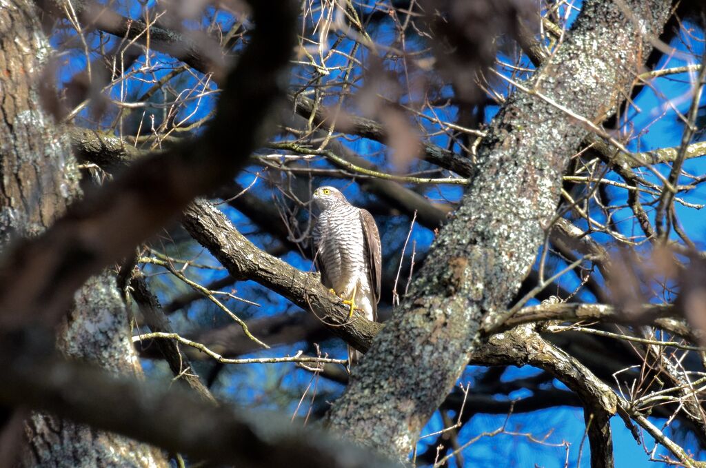 Eurasian Sparrowhawk female adult breeding, identification