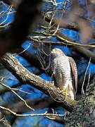 Eurasian Sparrowhawk