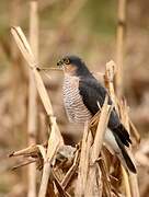 Eurasian Sparrowhawk