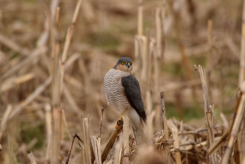 Eurasian Sparrowhawk male adult breeding, identification