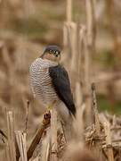 Eurasian Sparrowhawk