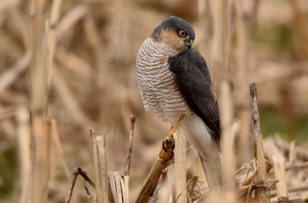 Eurasian Sparrowhawk male adult breeding, identification