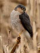 Eurasian Sparrowhawk