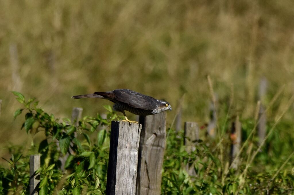 Eurasian Sparrowhawk female adult post breeding, identification, fishing/hunting