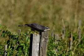 Eurasian Sparrowhawk