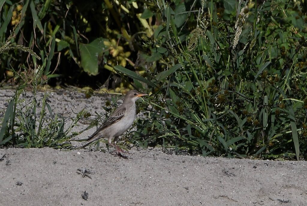 Rosy Starling