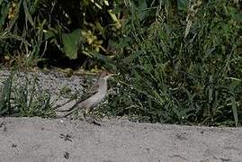 Rosy Starling