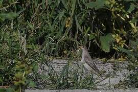 Rosy Starling