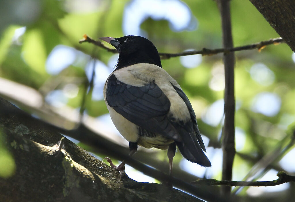 Rosy Starlingadult breeding, identification