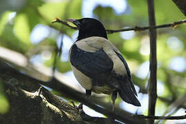 Rosy Starling