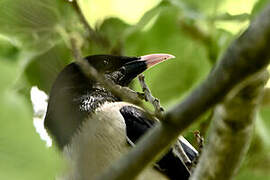 Rosy Starling