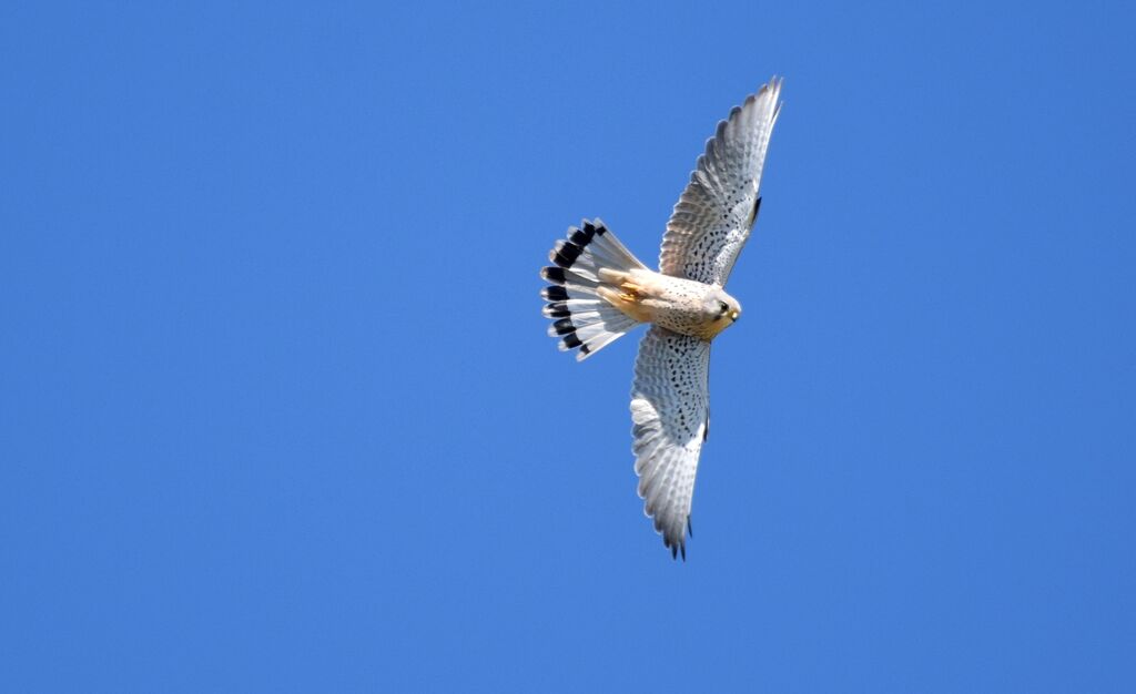 Common Kestrel male adult