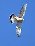 Common Kestrel