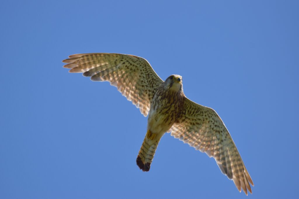 Common Kestrel female adult