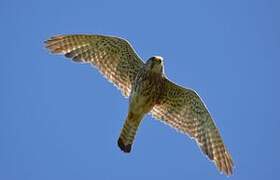 Common Kestrel