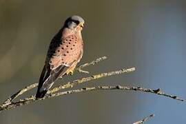 Common Kestrel