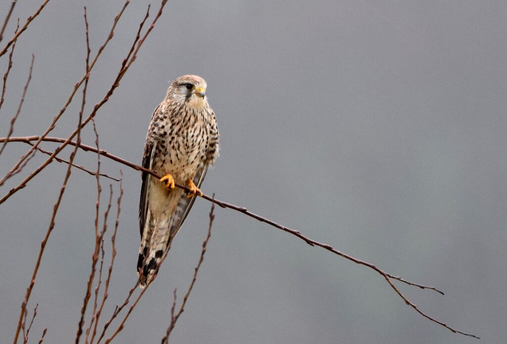 Common Kestreladult breeding, identification