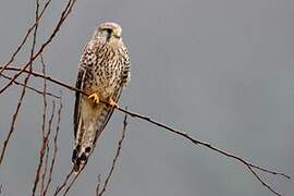 Common Kestrel