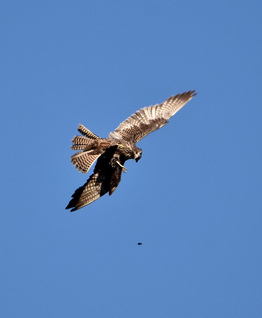 Eleonora's FalconSecond year, pigmentation, Flight, fishing/hunting