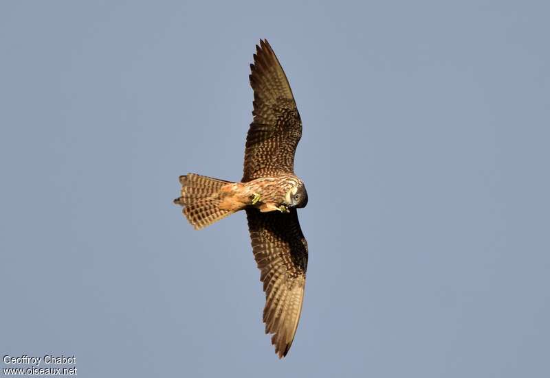 Eleonora's FalconSecond year, moulting, pigmentation, Flight, fishing/hunting