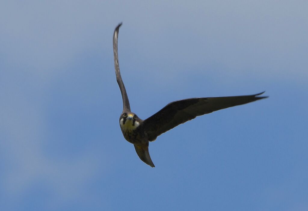 Eleonora's Falconadult breeding, pigmentation, Flight, fishing/hunting