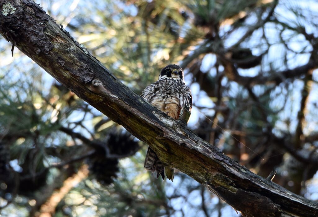 Eurasian Hobby male adult post breeding, identification