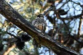 Eurasian Hobby