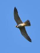 Eurasian Hobby