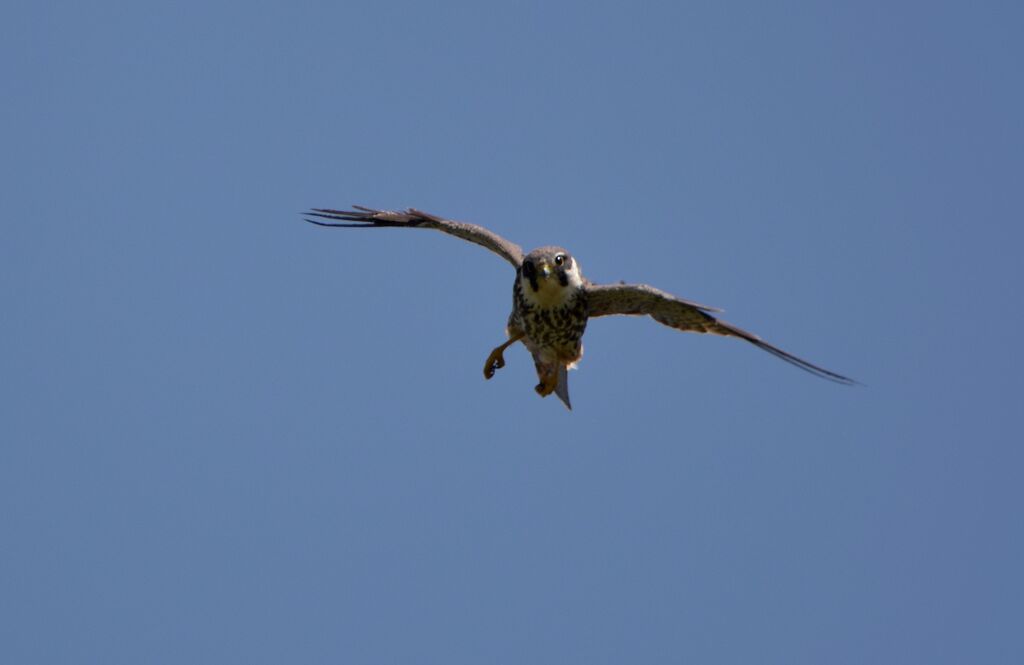 Faucon hobereauadulte nuptial, identification, Vol, pêche/chasse