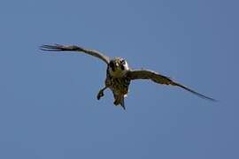 Eurasian Hobby