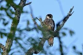 Eurasian Hobby