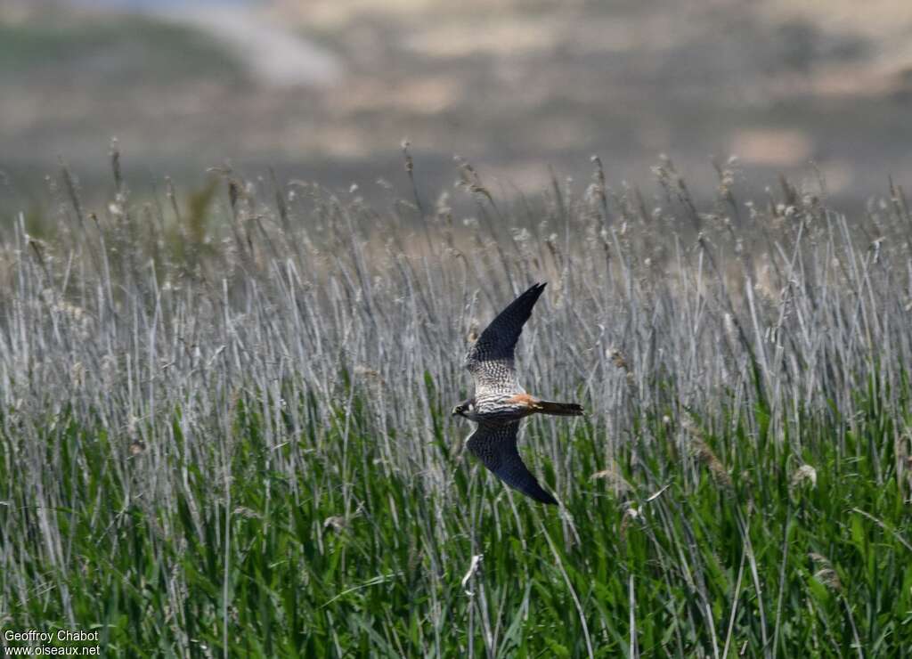 Faucon hobereauadulte, habitat, pêche/chasse