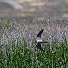 Eurasian Hobby