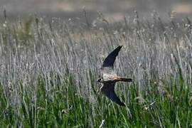 Eurasian Hobby