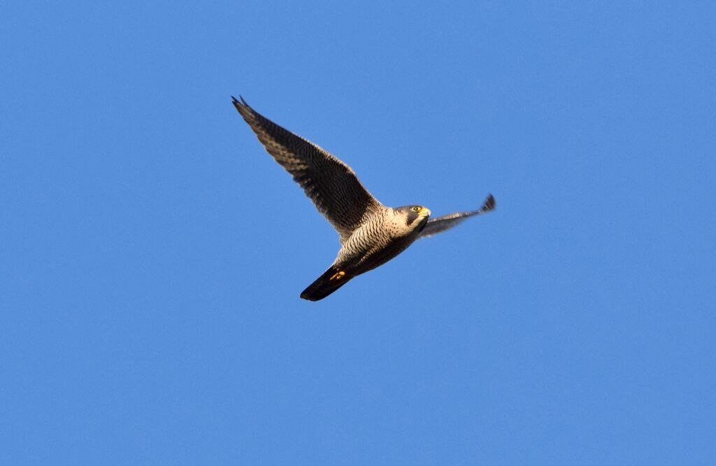 Peregrine Falcon female adult transition, Flight, fishing/hunting