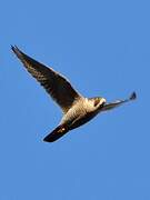 Peregrine Falcon