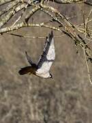 Peregrine Falcon