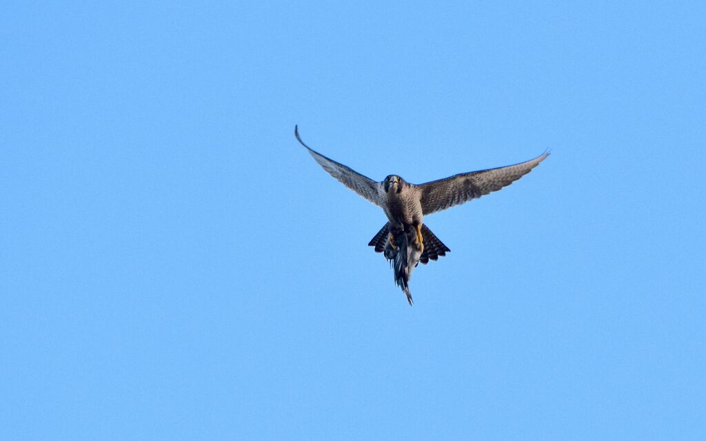 Peregrine Falcon female adult transition, identification, Flight, fishing/hunting