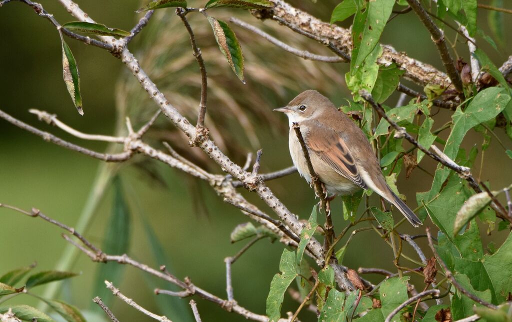 Common Whitethroatadult post breeding, identification