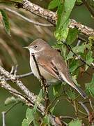 Common Whitethroat