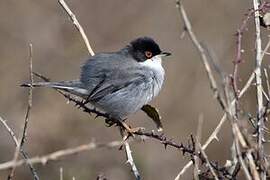 Sardinian Warbler